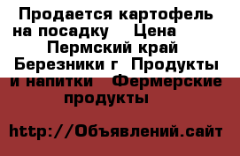 Продается картофель на посадку. › Цена ­ 20 - Пермский край, Березники г. Продукты и напитки » Фермерские продукты   